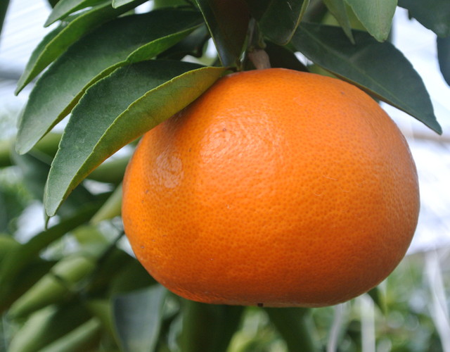 その美しさは、例えるのなら「柑橘の女王様」！果汁たっぷり、せとかの魅力とは？