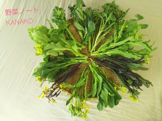 【豊岡加奈子の野菜ノート】いろいろな菜花を食べ比べてみました。