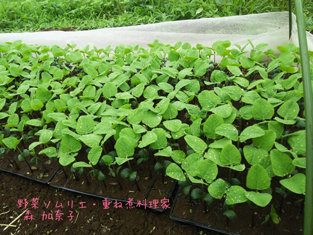 【豊岡加奈子の野菜ノート】津久井在来大豆を植えてきました?