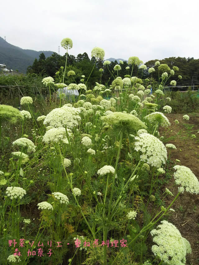 豊岡加奈子の野菜ノート 野菜の花 野菜の命 Toyosu Blog 市場から情報発信