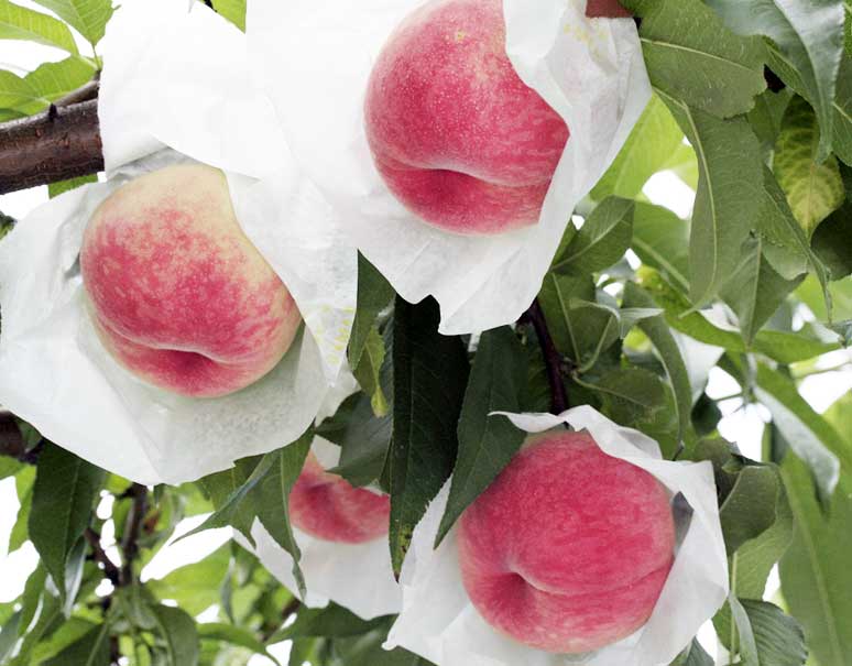 桃好きさんなら食べておくべき、2018年注目の新品種の桃 3選