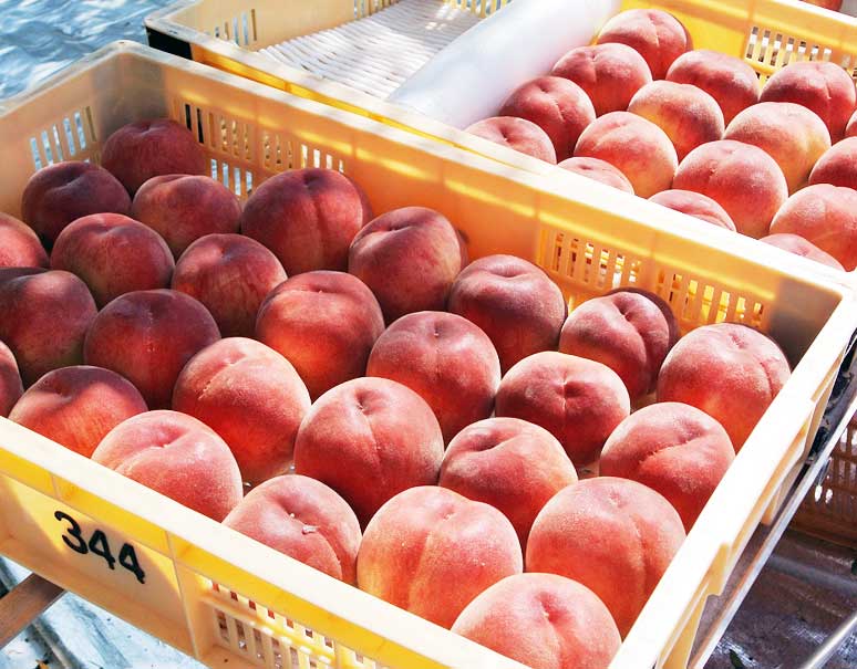 日本の桃の品種の数は世界一？日本の桃事情 VS 世界の桃事情