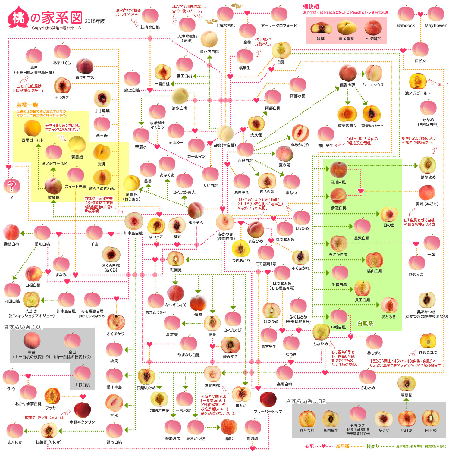 桃の家系図2018、全143品種のうち63品種を新たに追加＆桃の断面図に差し替えでバージョンアップしたよー＼(^o^)／