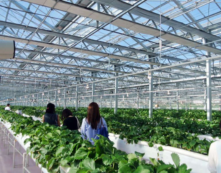 365日、いちごに胸きゅん！東京ストロベリーパークに行ってきました（ファーム見学編） TOYOSU BLOG