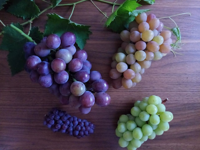 【豊岡加奈子の野菜ノート】【食オタNOTE】ブドウはどの部分が甘い粒の？