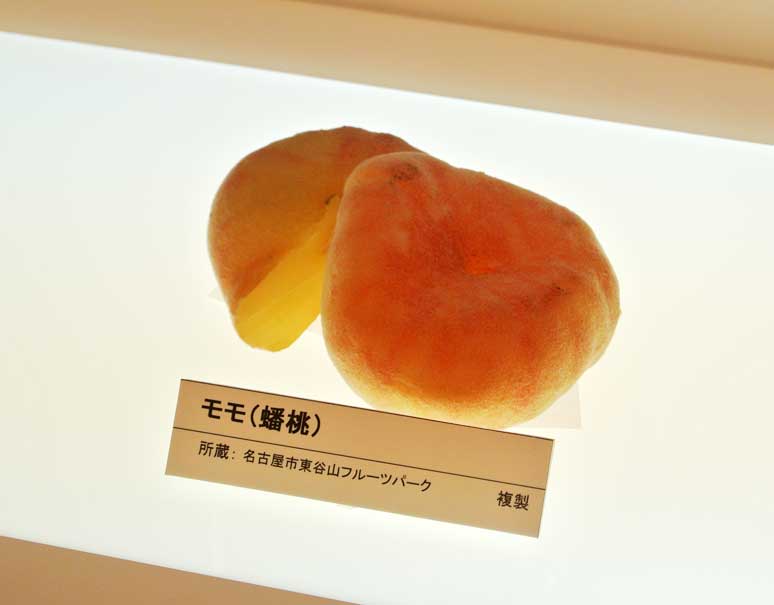 【行くべき】くだものがもっと好きになる、茨城県自然博物館で開催中のくだもの展へ行ってみた（第3回）