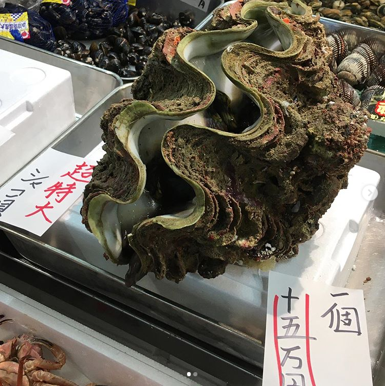豊洲市場の魚河岸で超巨大なシャコ貝を発見