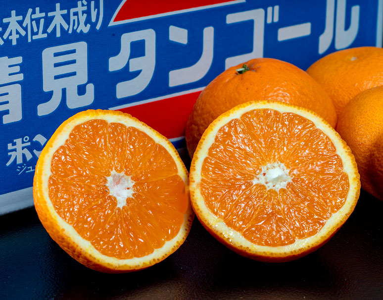 【早期割引】三崎産「シュガースポット清見オレンジ」大盛り５キロを送料無料でお届け！