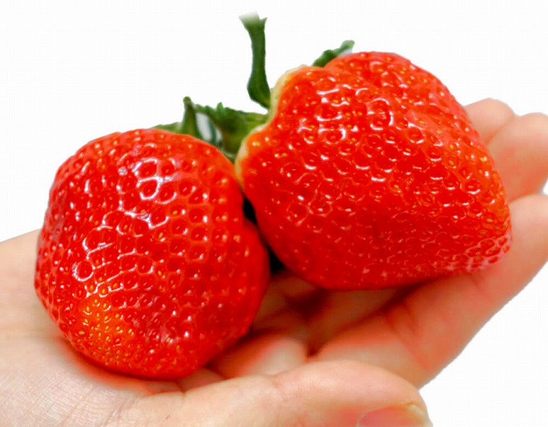 １粒４０ｇ以上！「いちごさん」佐賀県がイチゴの理想像を追求した新品種 大粒５Ｌ限定