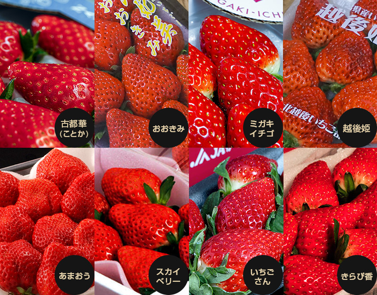 イチゴ８種食べ比べ！一番好きな品種が見つかるかも？【先着３０名様】