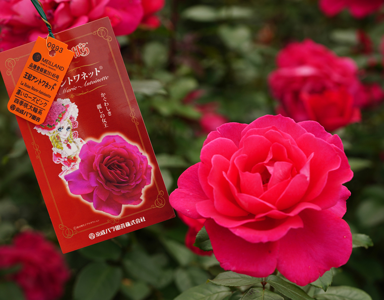 【特別号】12月はバラのベストシーズン！京成バラ園芸の『ベルサイユのばら®』シリーズ を#元気いただきますプロジェクト で送料無料