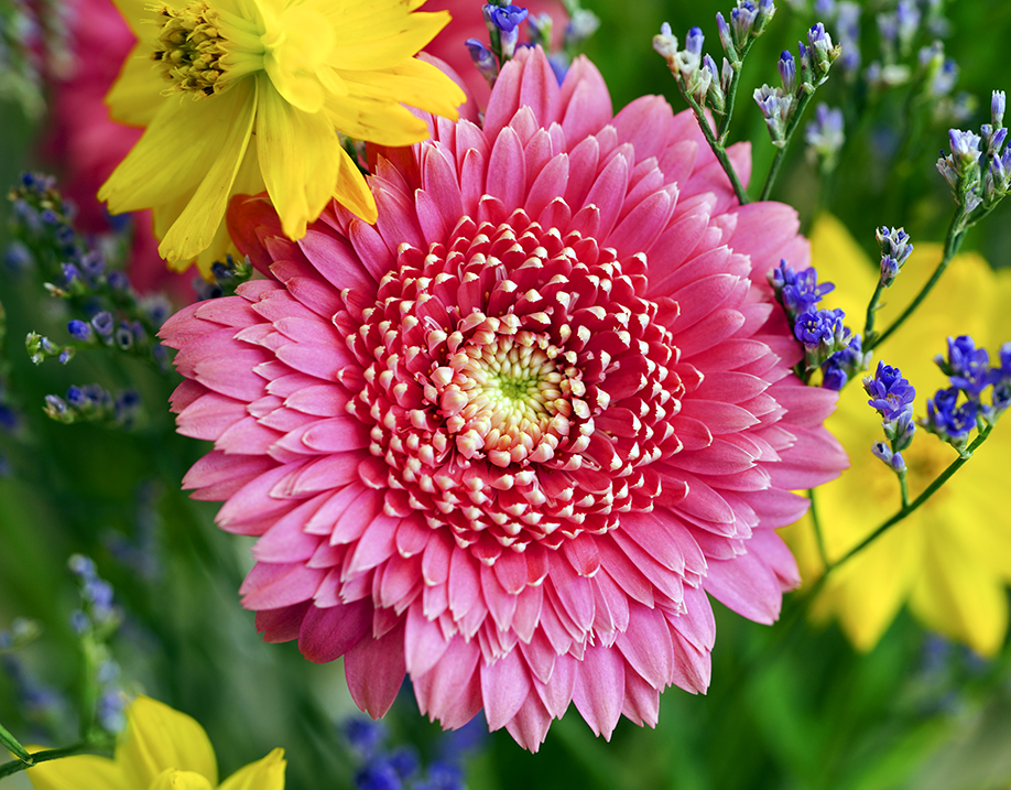 【ロスフラワーを削減】花市場からのお知らせです…季節のお花セット、ぜひご自宅に飾ってください。