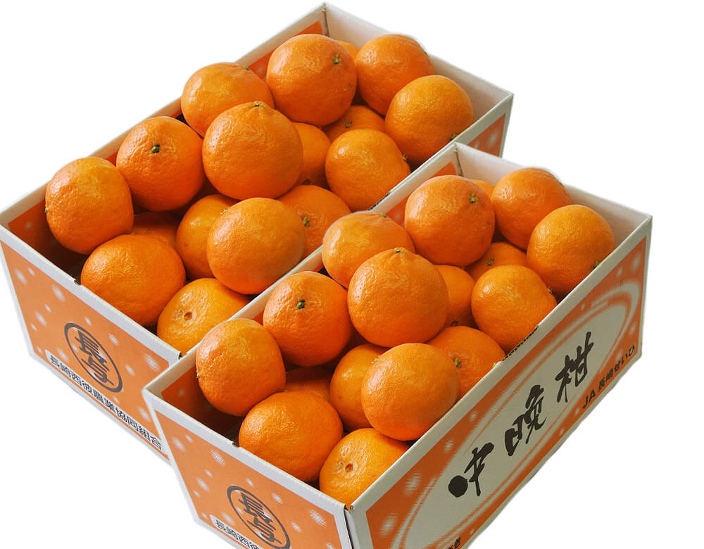 「津之輝」11月の“薄皮みかん”を今楽しみたいと思いませんか!／柑橘７種類を食べ比べてみる企画