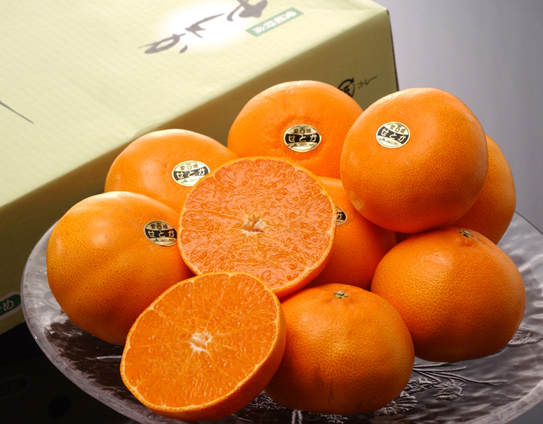愛媛県【大玉 せとか】出荷開始！/『7種の柑橘セット』約2.5kg/『いちご福袋』4種 計約1kg