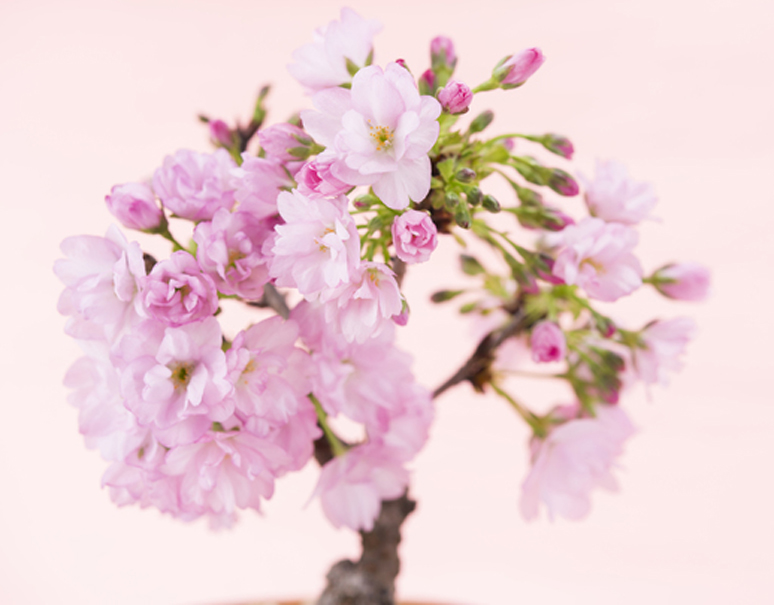 【お家でお花見】自分で育てる“ 桜 “数週間で開花します！/ 春のあしらい 菜の花と桃のミニ花束