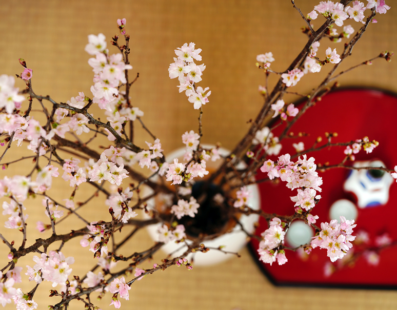 【号外】先ほどテレビで紹介されました「啓翁桜」お家で楽しむ新しいスタイルのお花見をご提案