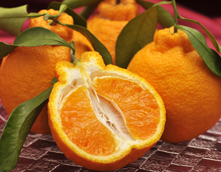 名人・橋爪さんの最後の熟成柑橘『俊菓デコ』 ／ 和製グレープフルーツ『宇和ゴールド』 ／ 今や数少ない！？ペリカンマンゴー