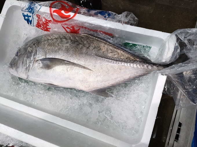 浪人鯵 ロウニンアジ を食べてみた 豊洲市場ドットコムのウラガワ