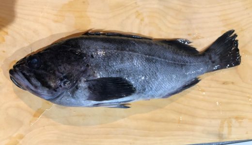 北国では日常食的な魚　黒ソイ