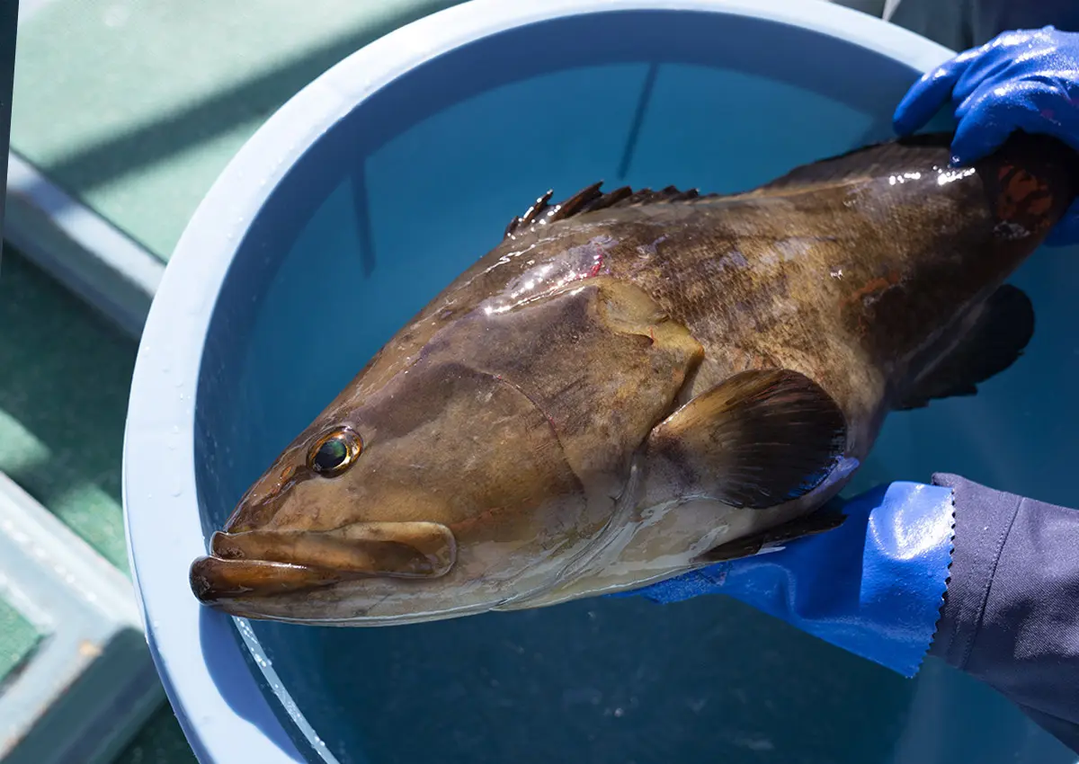 魚有天】幻の長崎県産☆天然クエ☆1匹６．３キロの片身分 - 魚介類