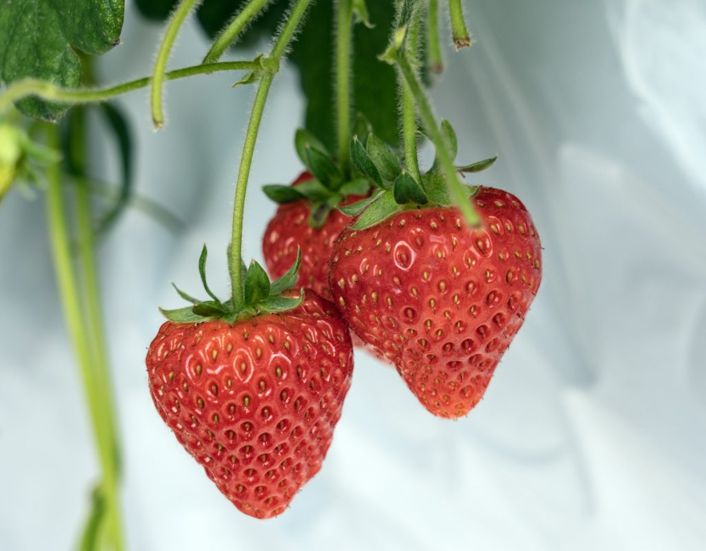 あまりんページ あまりん」「かおりん」「べにたま」埼玉県の新品種いちごがアツい