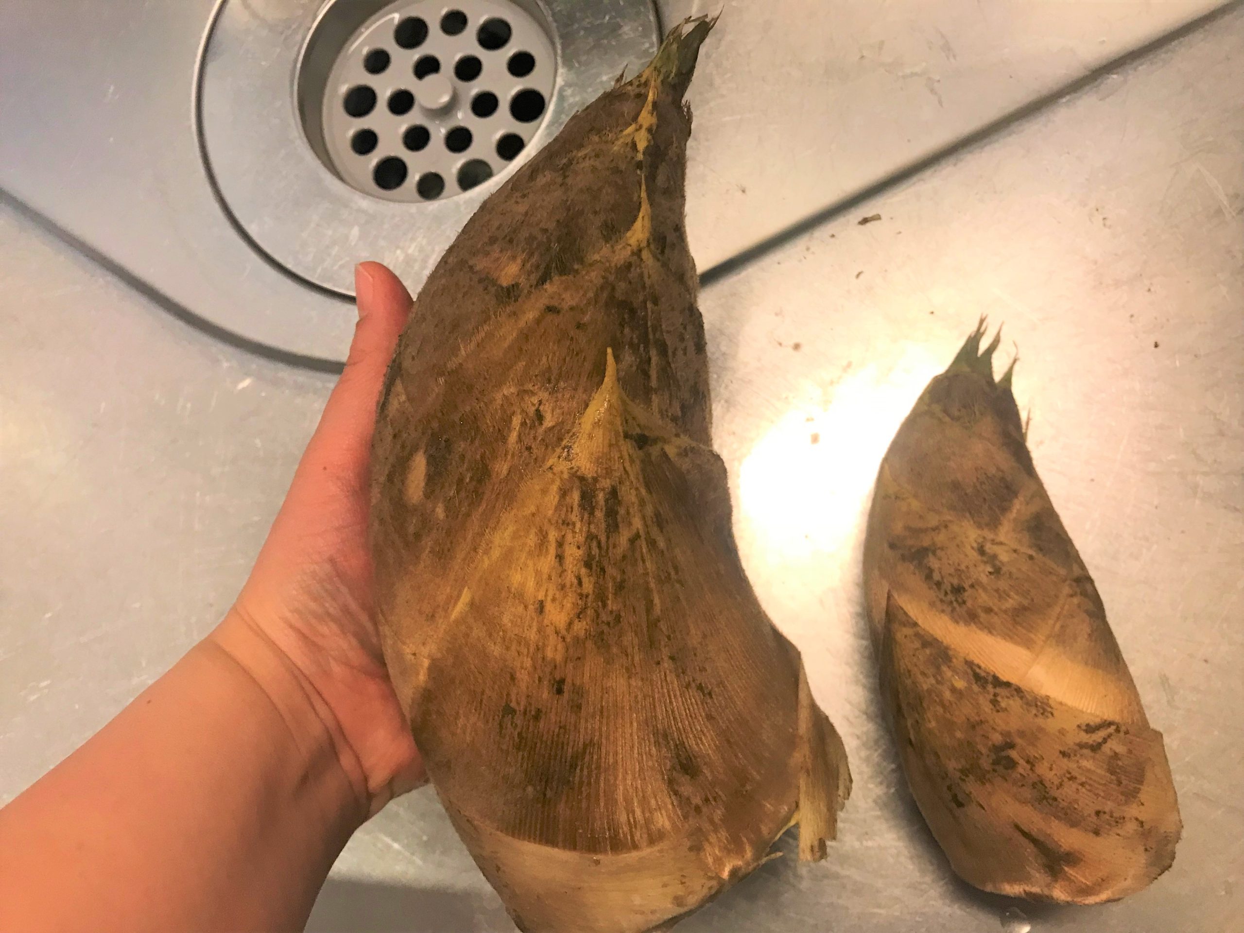 九州産 たけのこで筍料理三昧～お米であく抜き～ | 豊洲市場