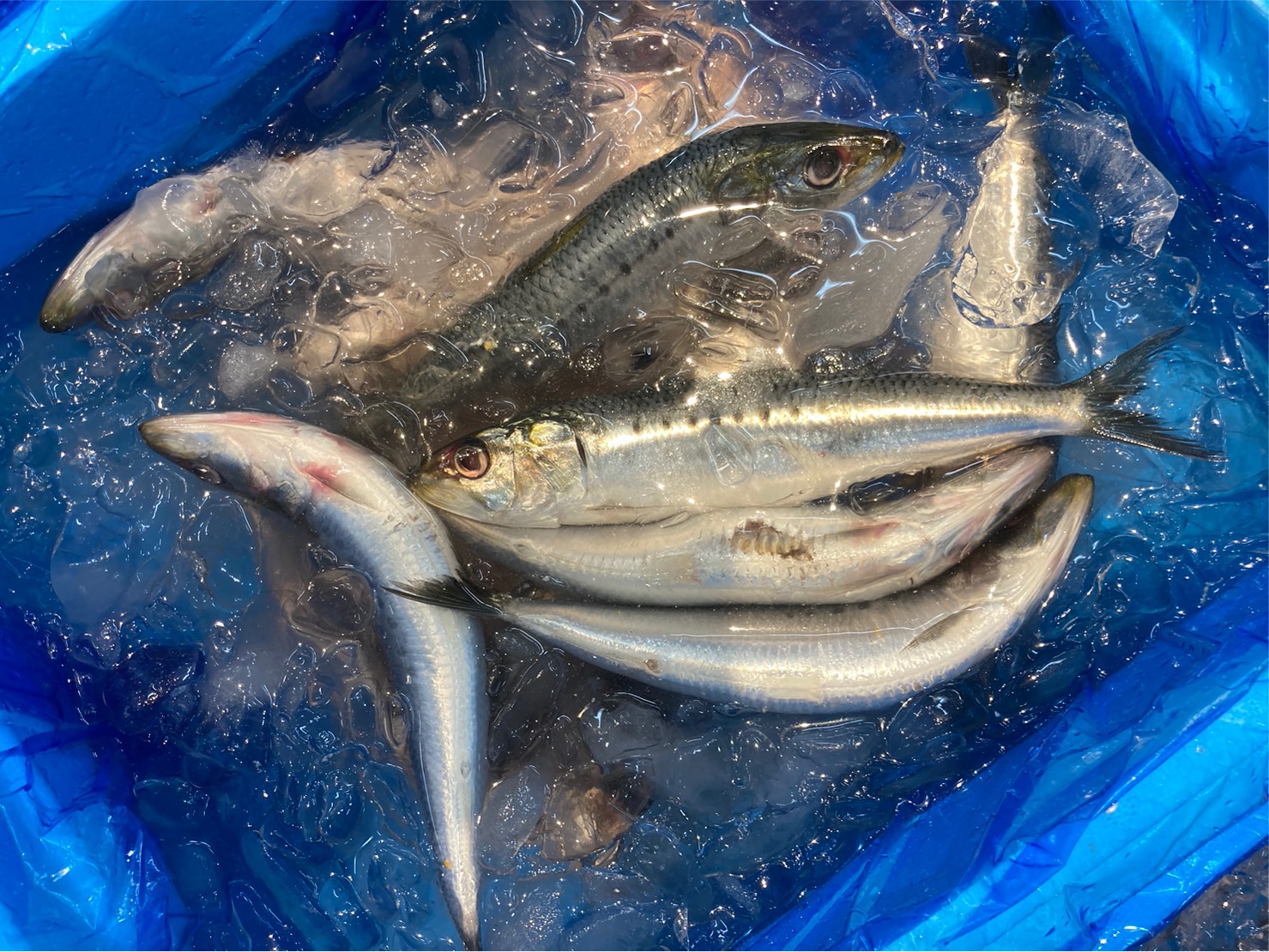 北海道産 厚岸町 上尾幌 菌床栽培 キングしいたけ 1パック
