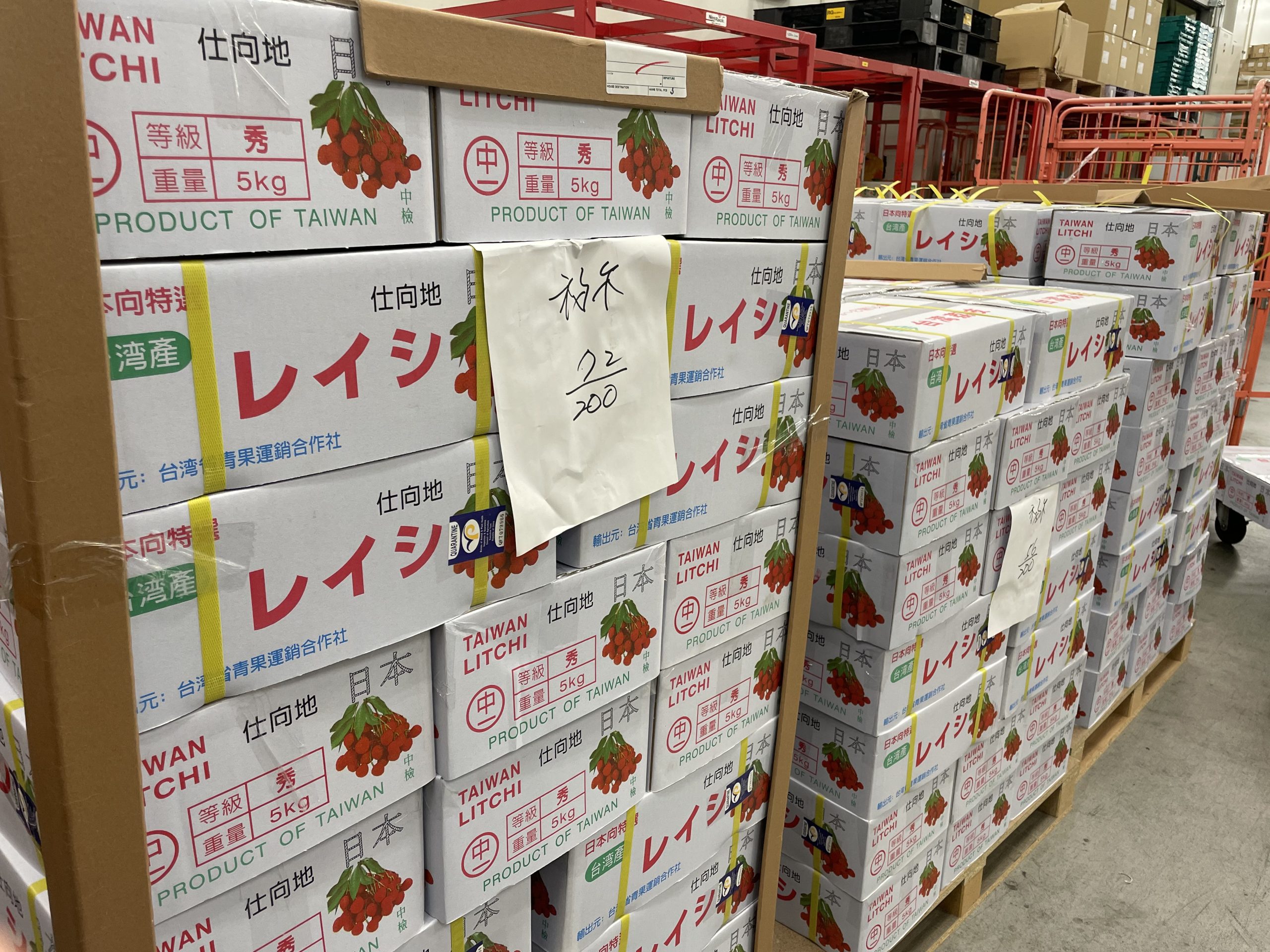 チューリップ おまかせ350球（1月で販売終了します） （第一弾