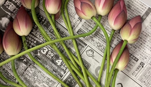 タガの豊洲市場日記：活花咲ガニ、伊勢海老（茨城）、蓮の花 他