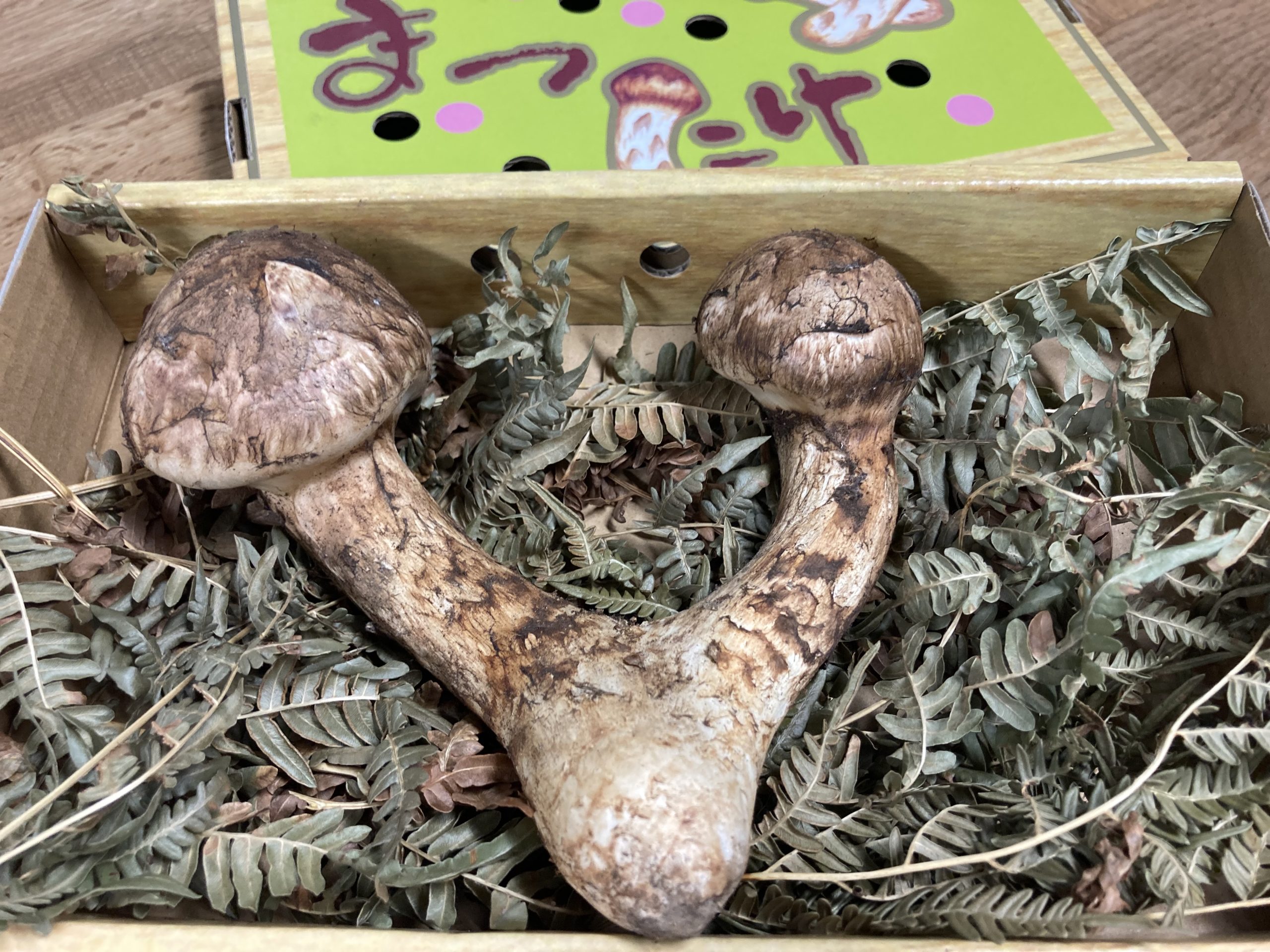 和歌山松茸 新鮮朝市 込み込み 334㌘ 【公式通販】