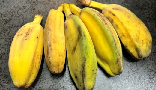 フィリピンのサバという品種のバナナ　料理用