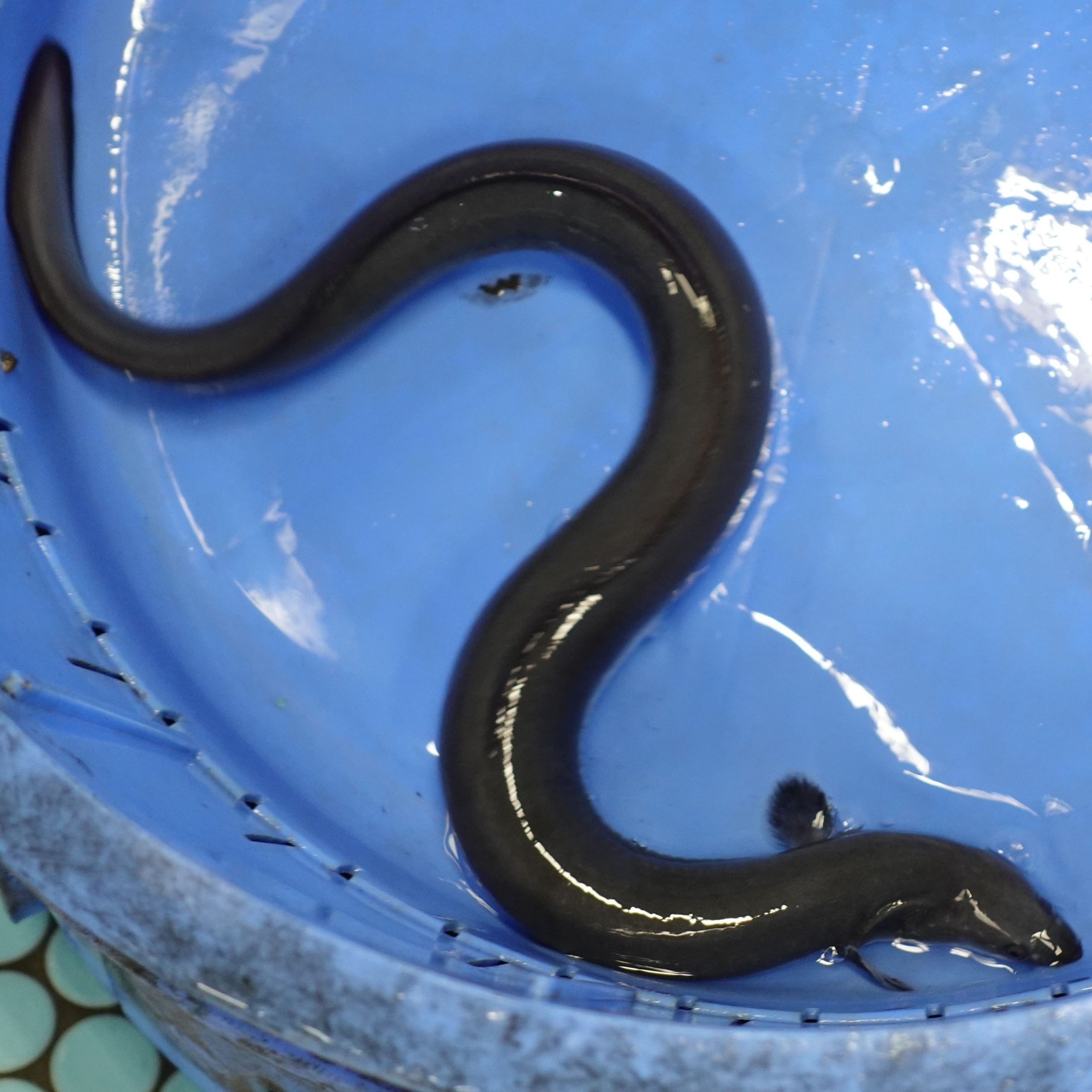 鰻師編】惜しみない愛情で無薬養鰻に挑み続ける山田水産の「山田の