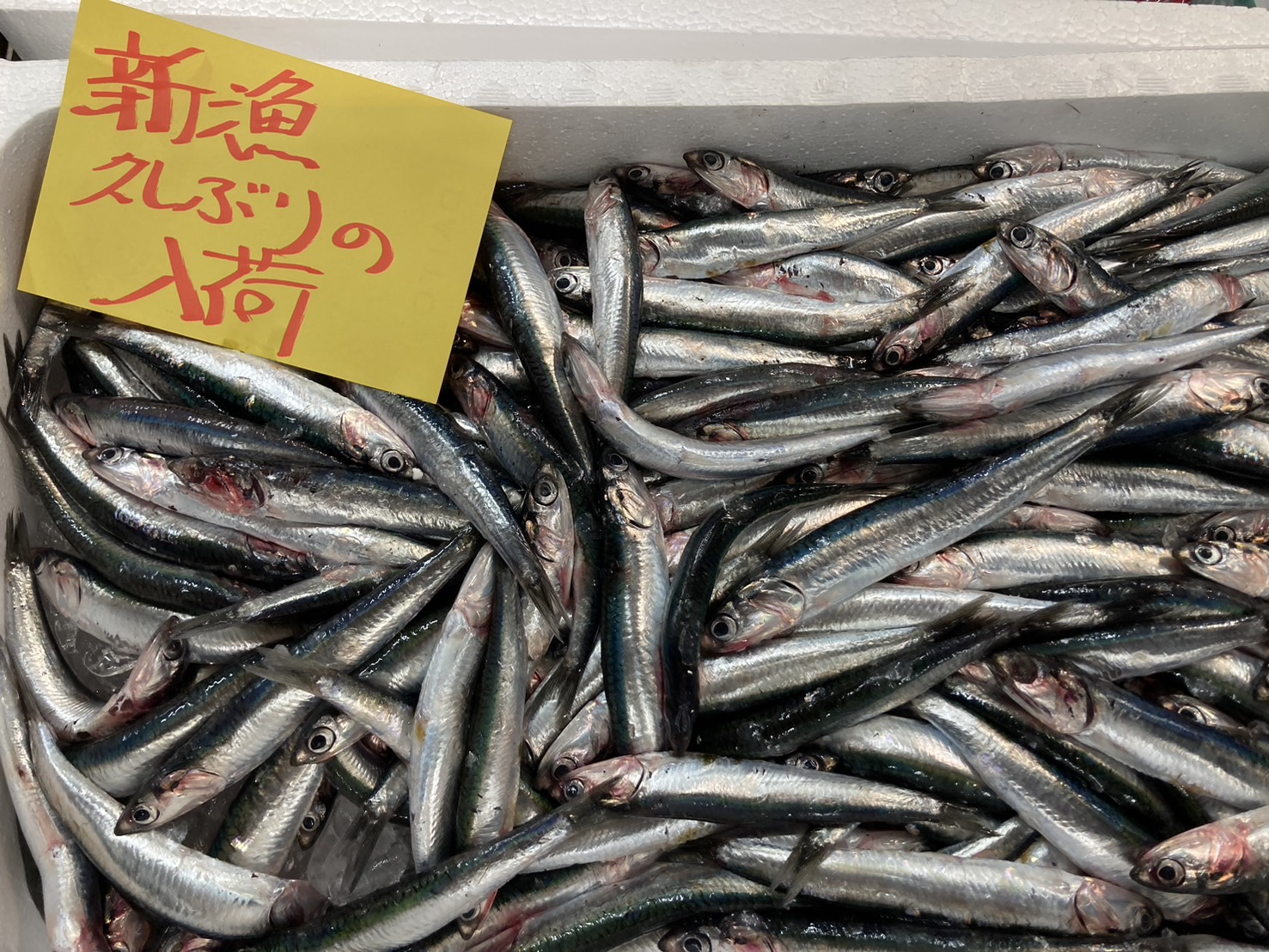 イワシベイト　3.5号　箱売200入 タガの豊洲市場日記：背黒イワシ、せこ蟹 他 | 豊洲市場ドットコムブログ