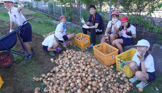 津奈木小の子供たちと一緒に玉ねぎの収穫作業をしました