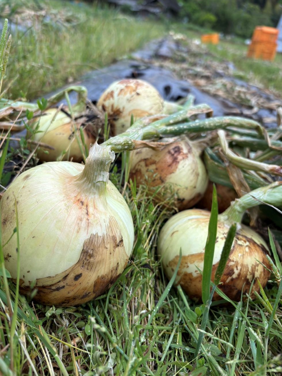 熊本県津奈木町の「たまねぎ大騒ぎ」へ行ってきました！ | 豊洲市場