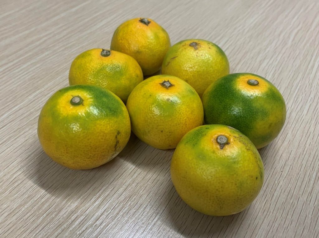 極天みかん」を買ってきました🍊 | 豊洲市場ドットコムブログ
