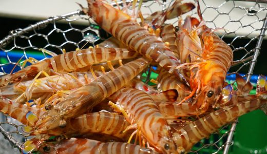 【毎週更新】海老売上ランキングTOP5（12/22〜12/28集計）｜年末年始は豪華に！シータイガー・伊勢海老が上位独占！