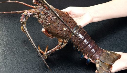 【毎週更新】海老・えび売上ランキングTOP5（12/8〜12/14集計）｜千葉県産「特大伊勢海老」が1位に急浮上！年末年始の豪華食材として大人気