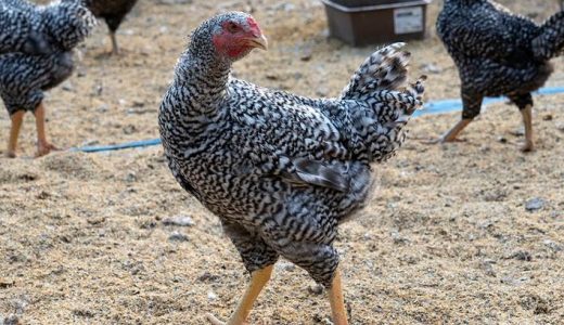 青森シャモロック ザ・プレミアム #6　（試食撮影その1）