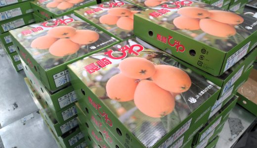 4/14(火)出荷場レポート@豊洲市場　長崎びわ入荷