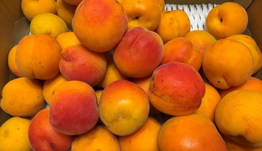 青森の大粒あんず「大実」