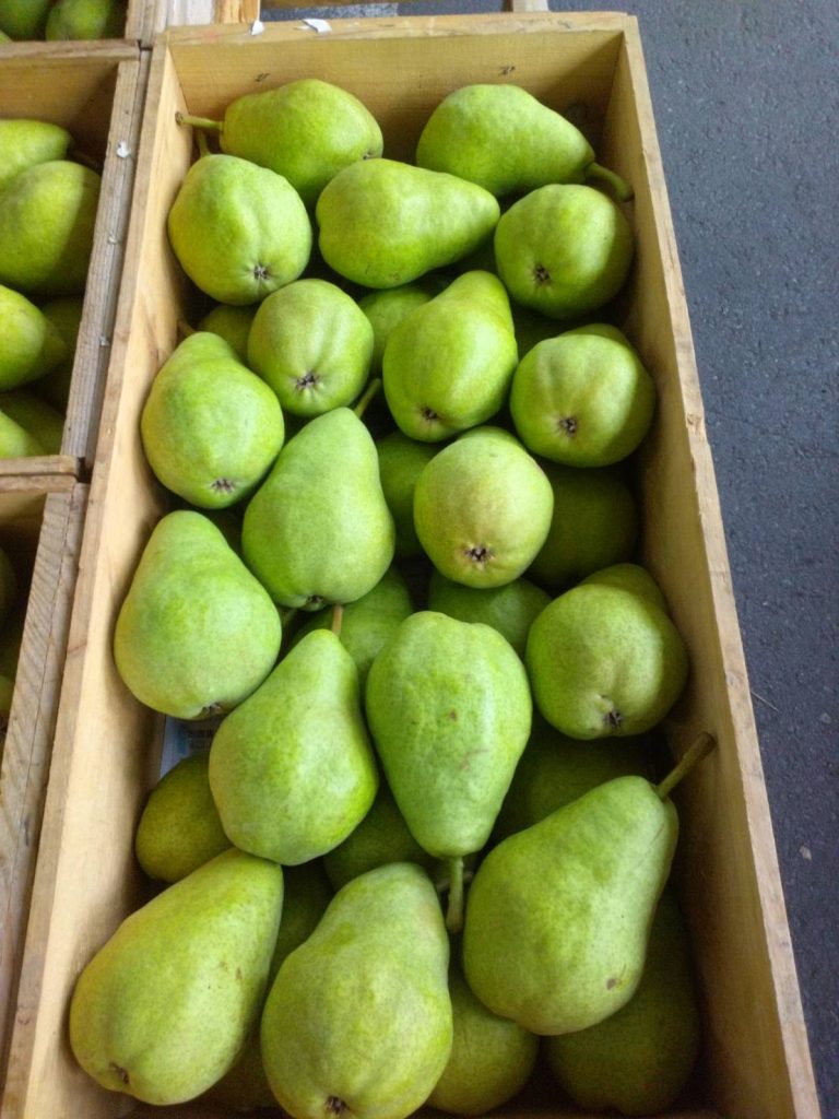 食の探究散歩#8】青森県八戸市の洋梨「プレコース」を食べてみた